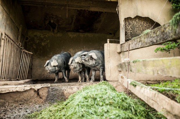 cochons-lacabane-antigaspi-blog_2