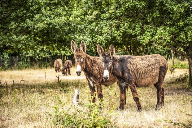 ane-oleron-antigaspi-blog1