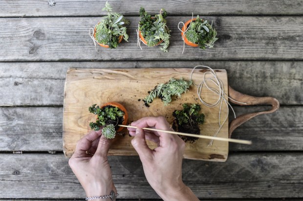 clementinedecorse4-antigaspi-blog-jpg_26