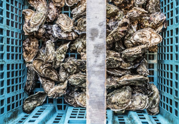 degustation-huitres-antigaspi-blog3