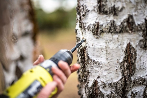 EAU-DE-BOULEAU-antigaspi-blog_2