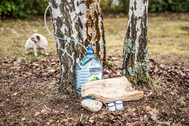 EAU-DE-BOULEAU-antigaspi-blog_6