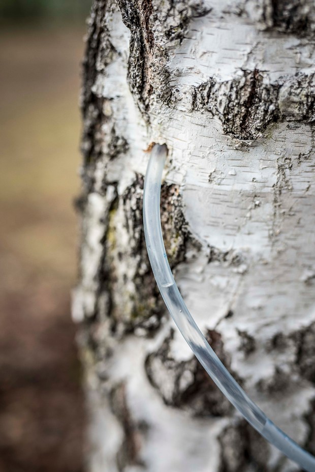 EAU-DE-BOULEAU-antigaspi-blog_7