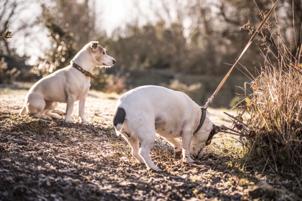 trufficulteur_1-antigaspi-blog-jpg