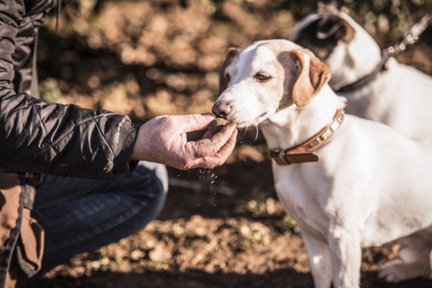 trufficulteur_10-antigaspi-blog-jpg