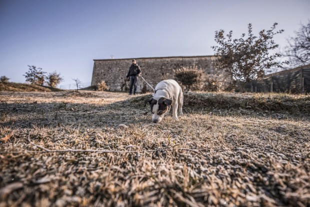 trufficulteur_15-antigaspi-blog-jpg