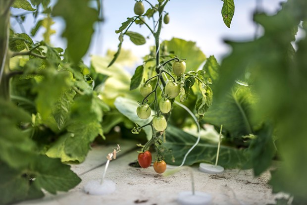 AQUAPONIE_antigaspi-blog_14