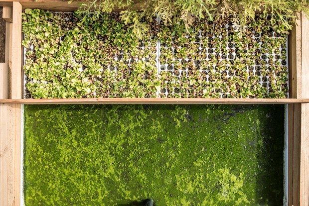 AQUAPONIE_antigaspi-blog_7 2