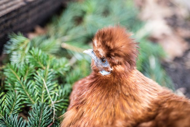 CASENTLESAPIN-antigaspi-blog