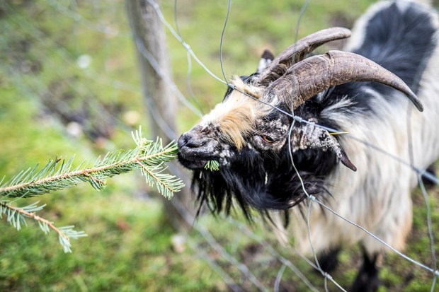 CASENTLESAPIN_4-antigaspi-blog