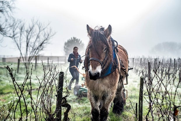 SAUTERNE_-antigaspi-blog10