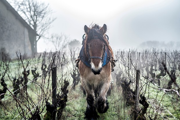 SAUTERNE_-antigaspi-blog12