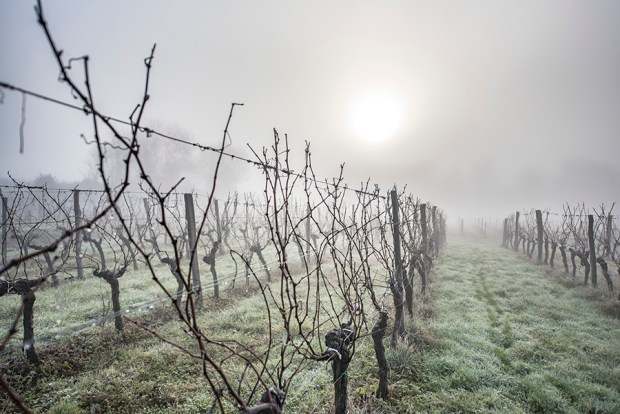 SAUTERNE_-antigaspi-blog2