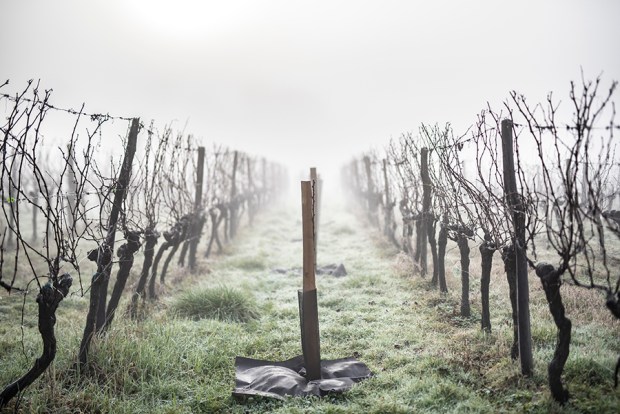 SAUTERNE_-antigaspi-blog4