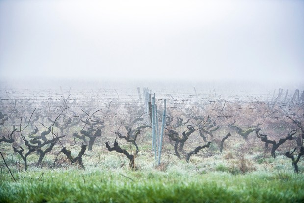 SAUTERNE_-antigaspi-blog5