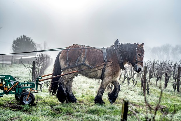 SAUTERNE_-antigaspi-blog9