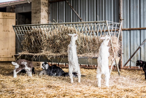 AGRICULTURE POETIQUE_antigaspi-blog_5