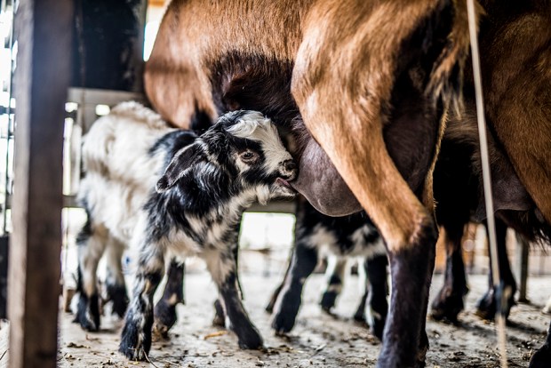 AGRICULTURE POETIQUE_antigaspi-blog_6