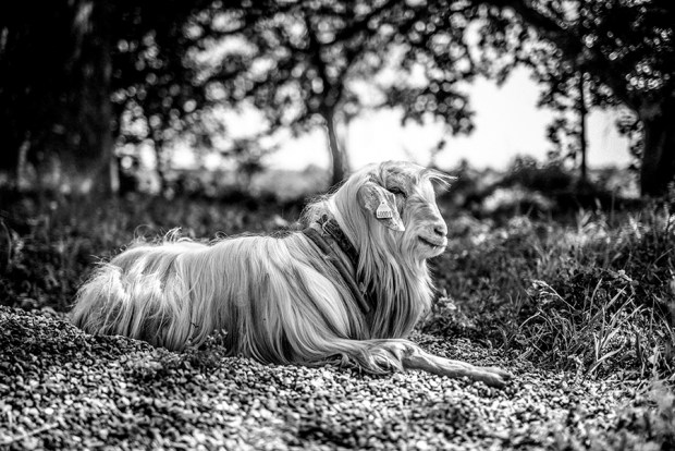 THE INSPECTOR CLUZO_17_antigaspi-blog.JPG