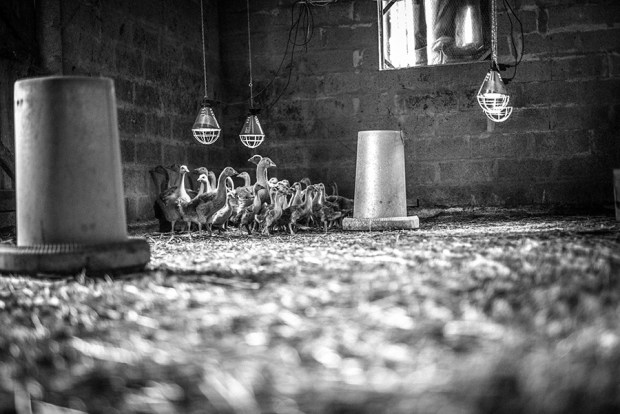 THE INSPECTOR CLUZO_4_antigaspi-blog.JPG