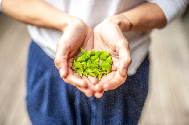 SAPIN_1-antigaspi-blog