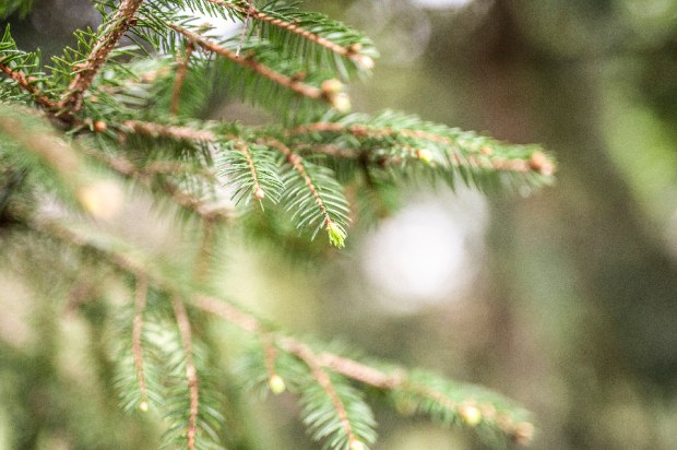 SAPIN_2-antigaspi-blog